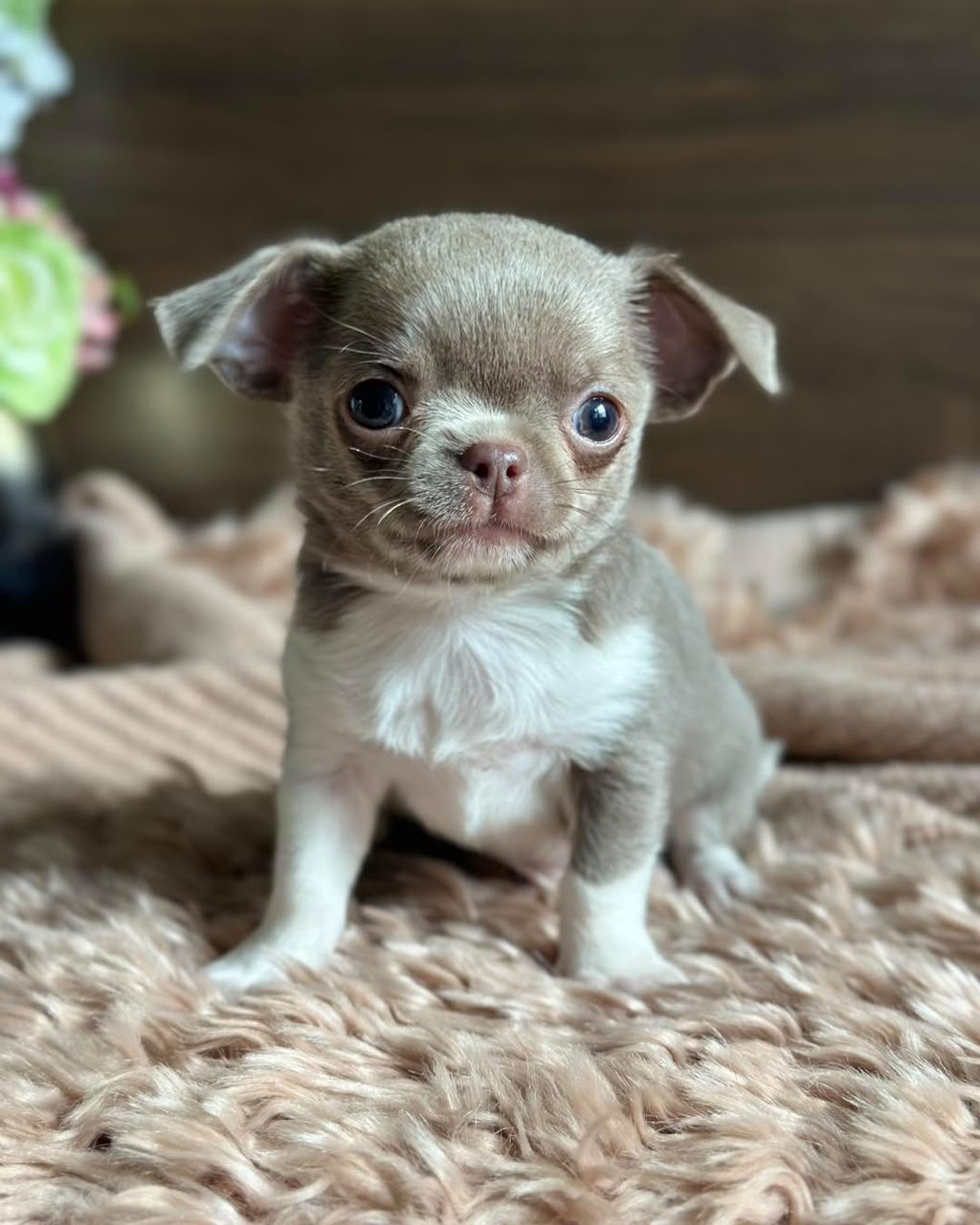 Chihuahua Puppy Allen 2